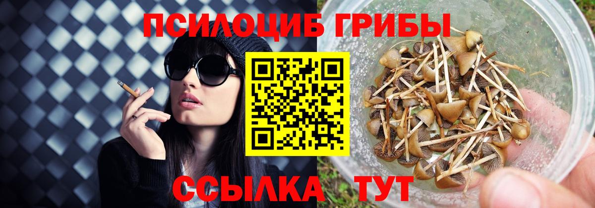 Шадринск  Псилоцибиновые грибы Cubensis  Вход с VPN 